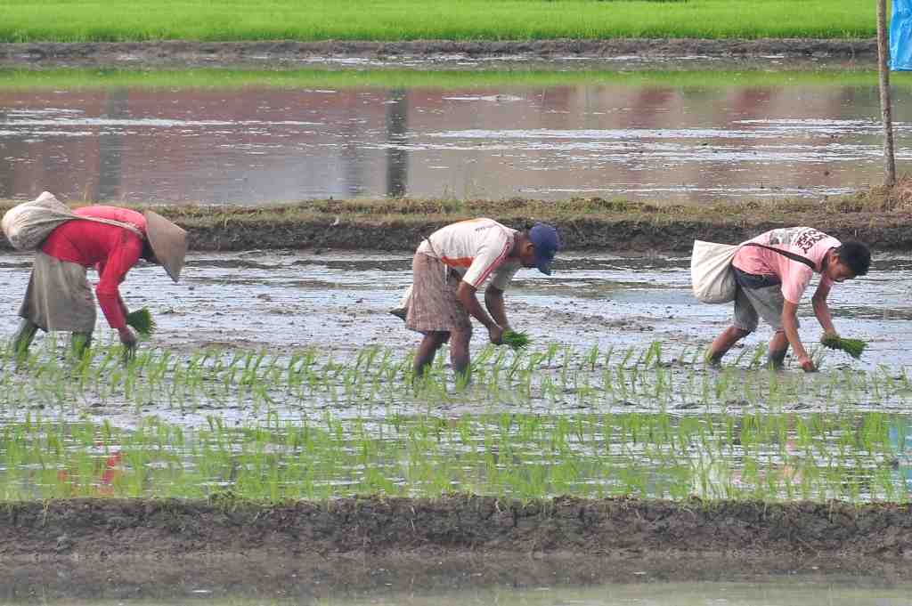 BURUH TANAM PADI