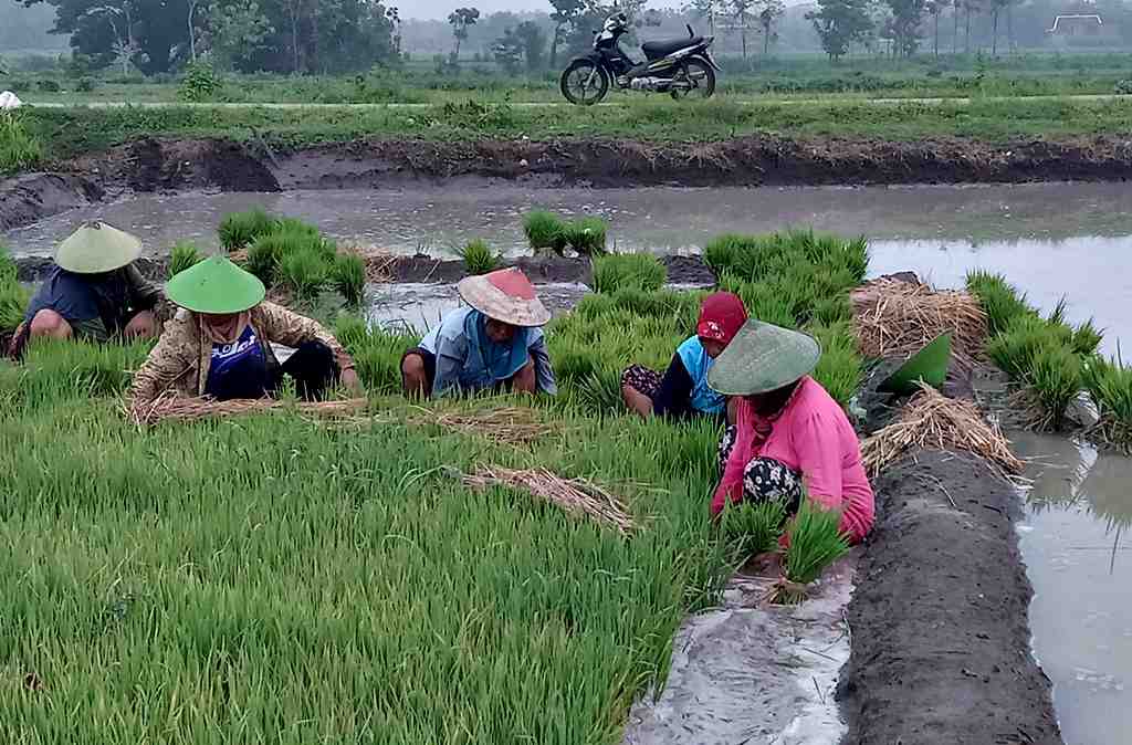 CABUT BIBIT PADI MUSIM TANAM PERTAMA