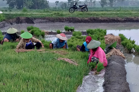 CABUT BIBIT PADI MUSIM TANAM PERTAMA
