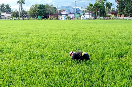 CABUT GULMA PADI