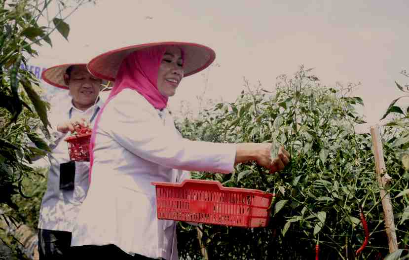 PANEN CABAI MERAH