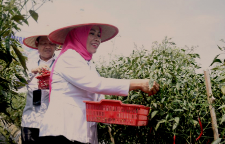 PANEN CABAI MERAH