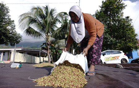 TUANG CENGKEH DI ATAS TERPAL 