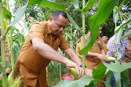 PANEN JAGUNG 