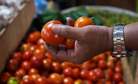 HARGA TOMAT di TIDORE STABIL