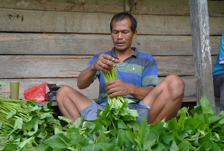 PETANI SAYUR KANGKUNG 