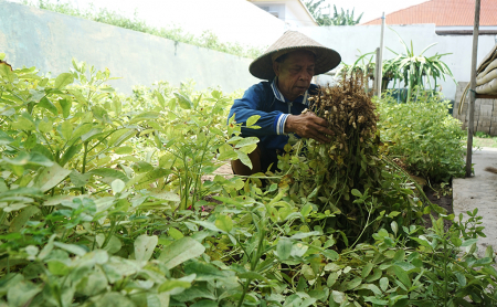 PANEN KACANG TANAH