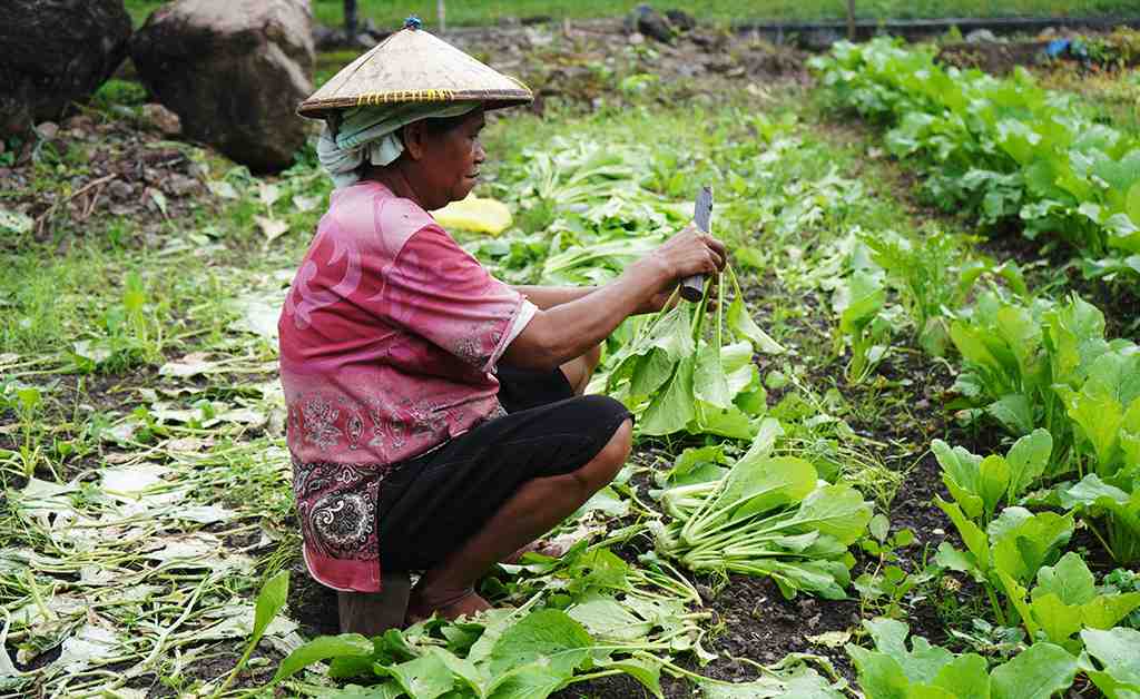 PANEN SAYUR CAISIN