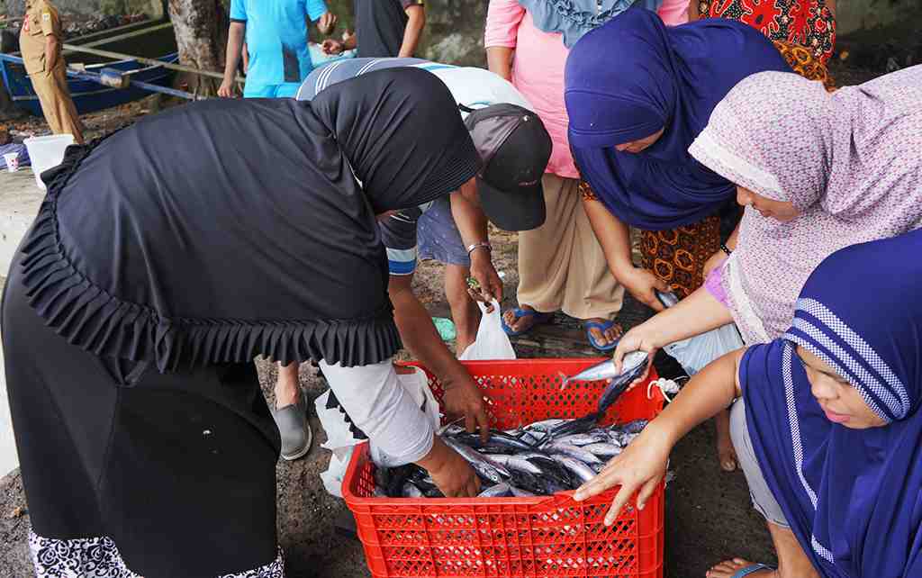 MELILIH IKAN CAKALANG KECIL