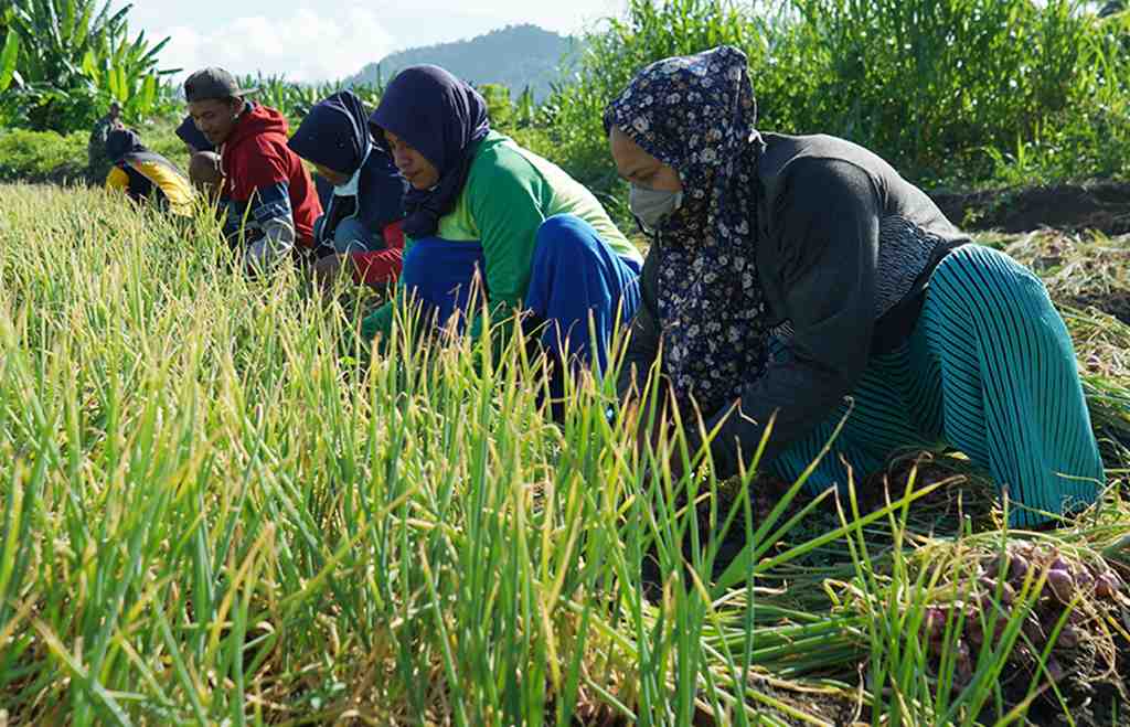 PANEN BAWANG MERAH