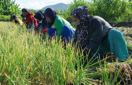 PANEN BAWANG MERAH