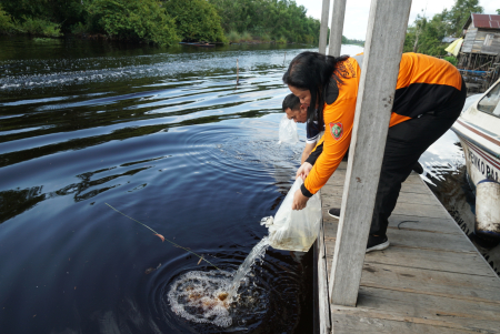 LEPAS LIAR BIBIT IKAN PAPUYU