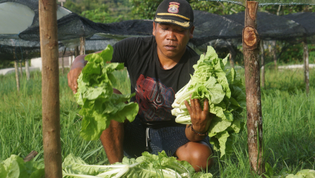 HASIL TANAM SAYUR BELAKANG RUMAH