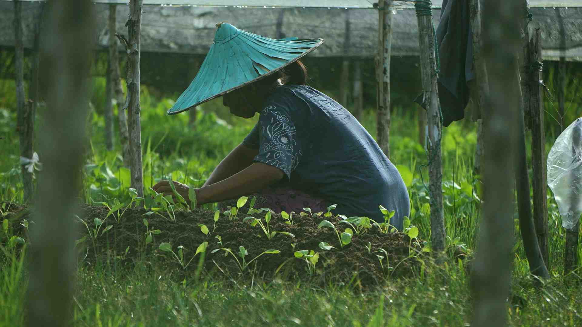 TANAM SAYUR DI BELAKANG RUMAH