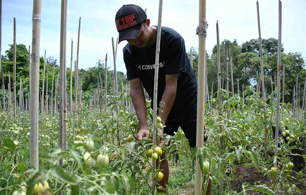 IKAT BATANG TANAMAN TOMAT