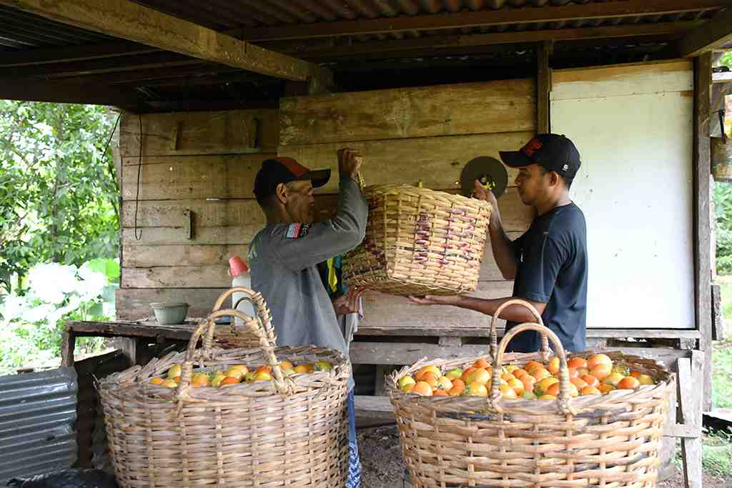 PETANI TOMAT