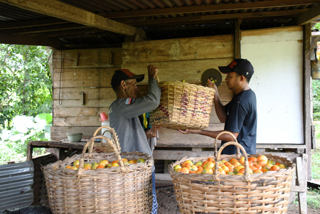 PETANI TOMAT
