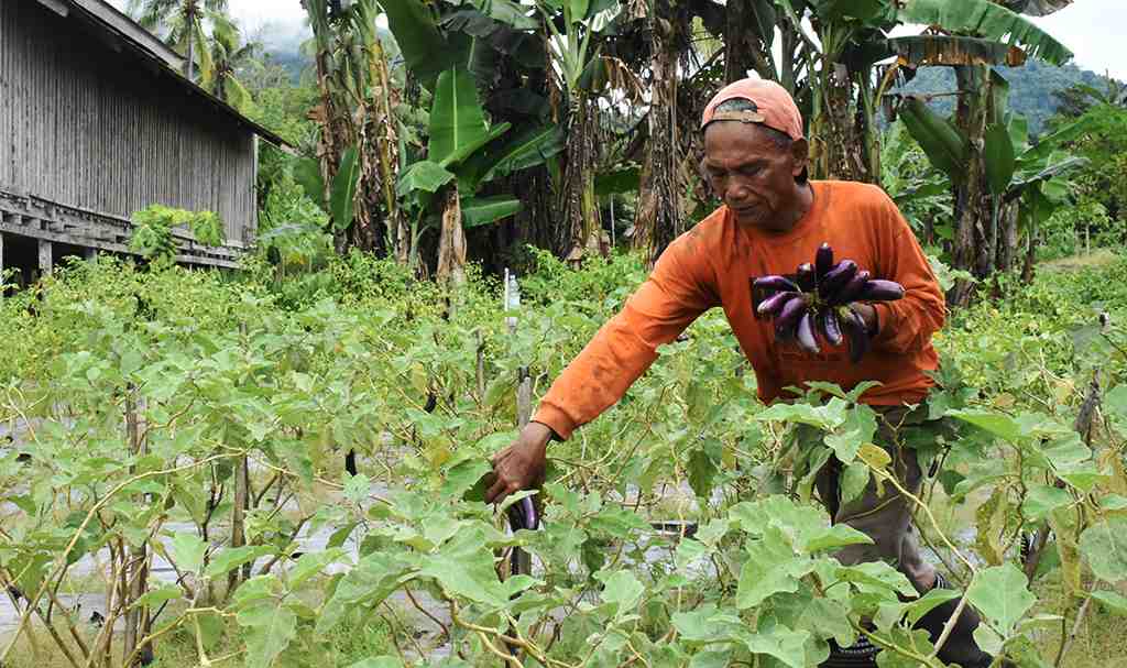 PANEN TERUNG UNGU