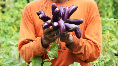 TERUNG UNGU