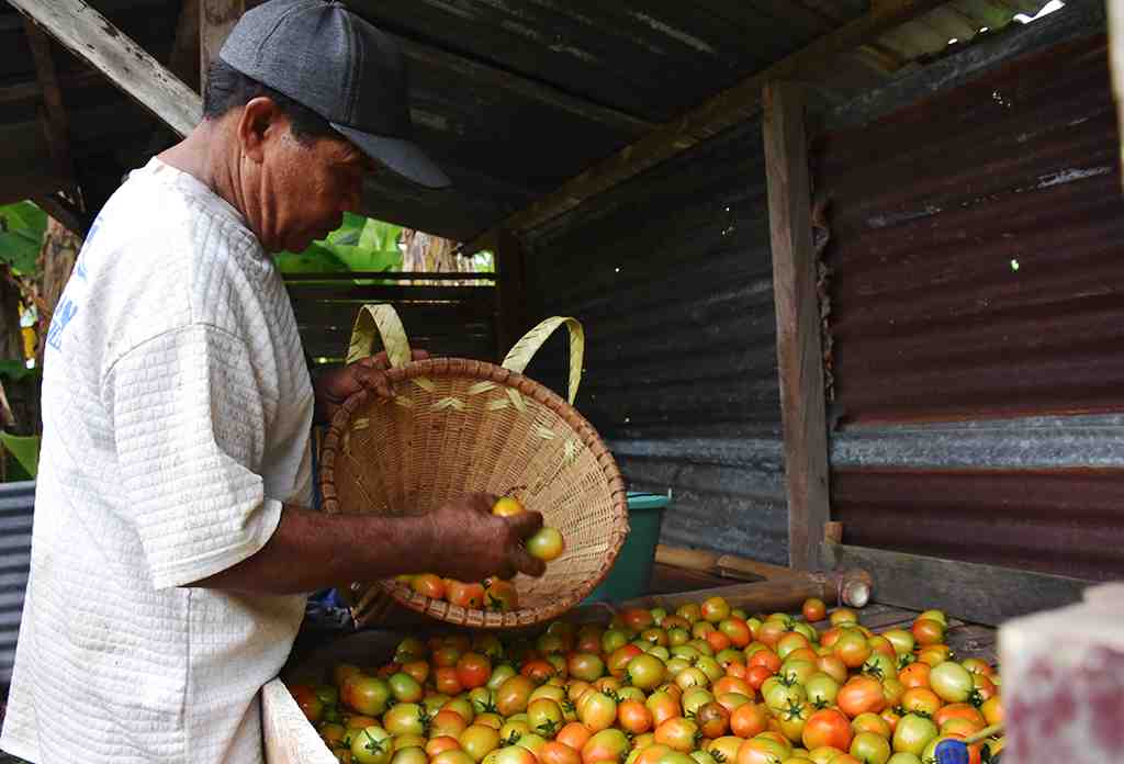 PETANI TOMAT