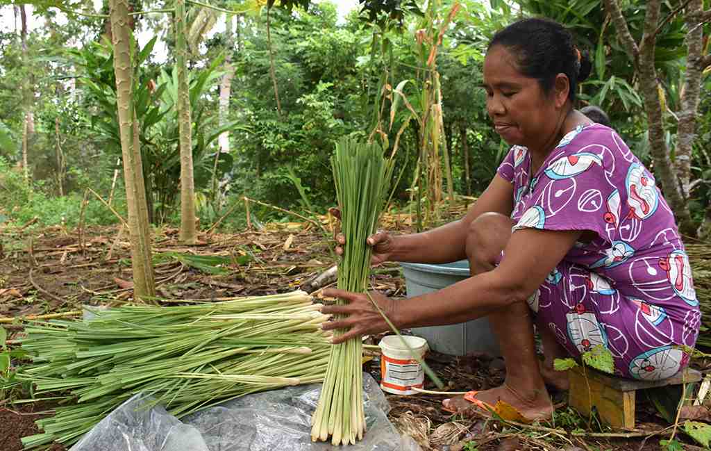 TANAMAN SEREH