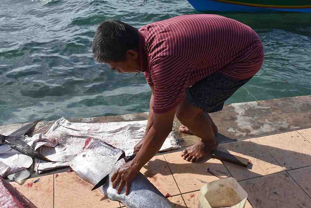 MEMOTONG IKAN TUNA