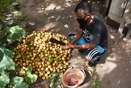 PISAHKAN BUAH DAN BIJI PALA