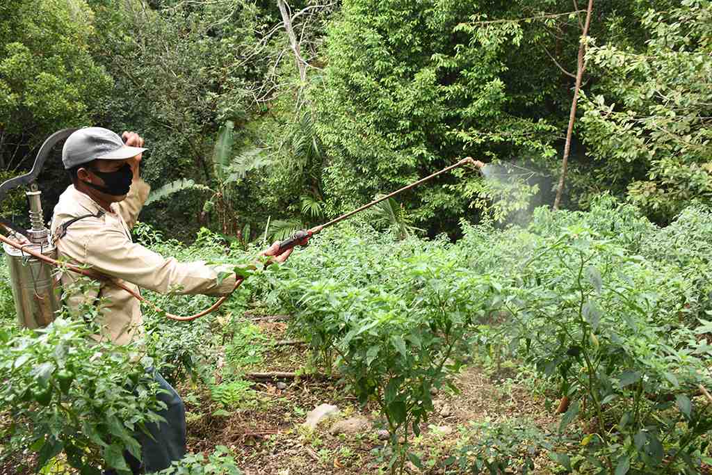 PENYEMPROTAN PESTISIDA