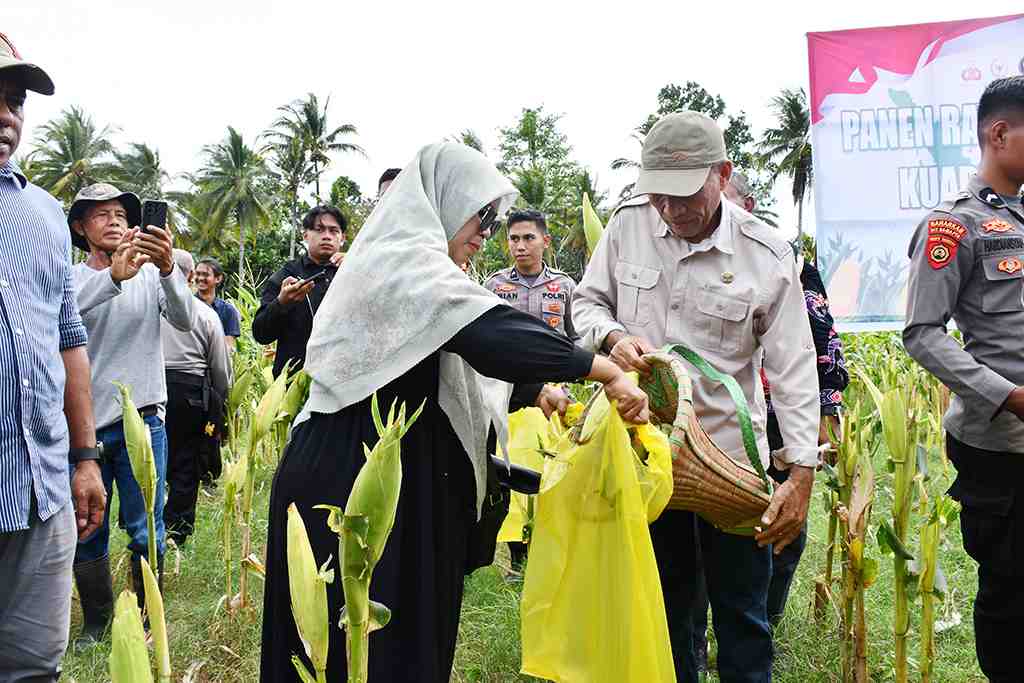 PANEN RAYA JAGUNG SERENTAK