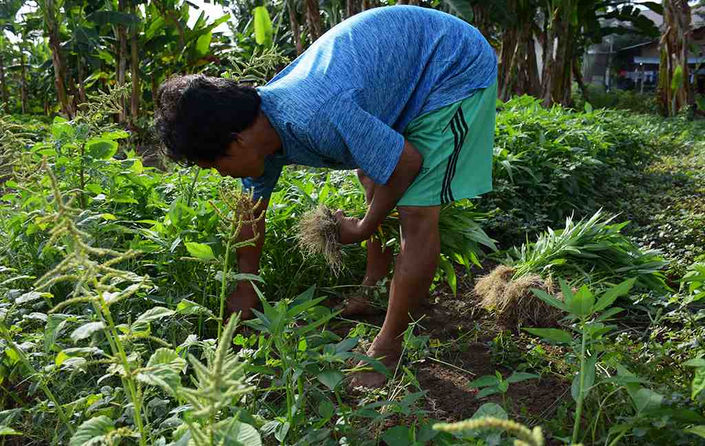PANEN KANGKUNG DARAT