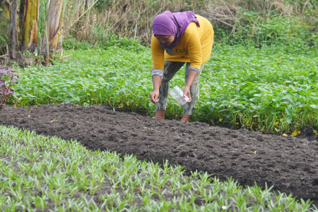 SEMAI BENIH KANGKUNG 