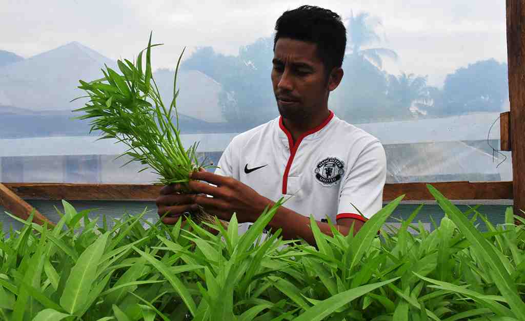 SAYUR KANGKUNG HIDROPONIK