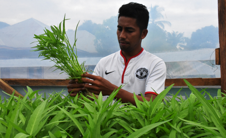 SAYUR KANGKUNG HIDROPONIK