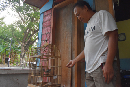 TERNAK BURUNG PERLING KUMBANG