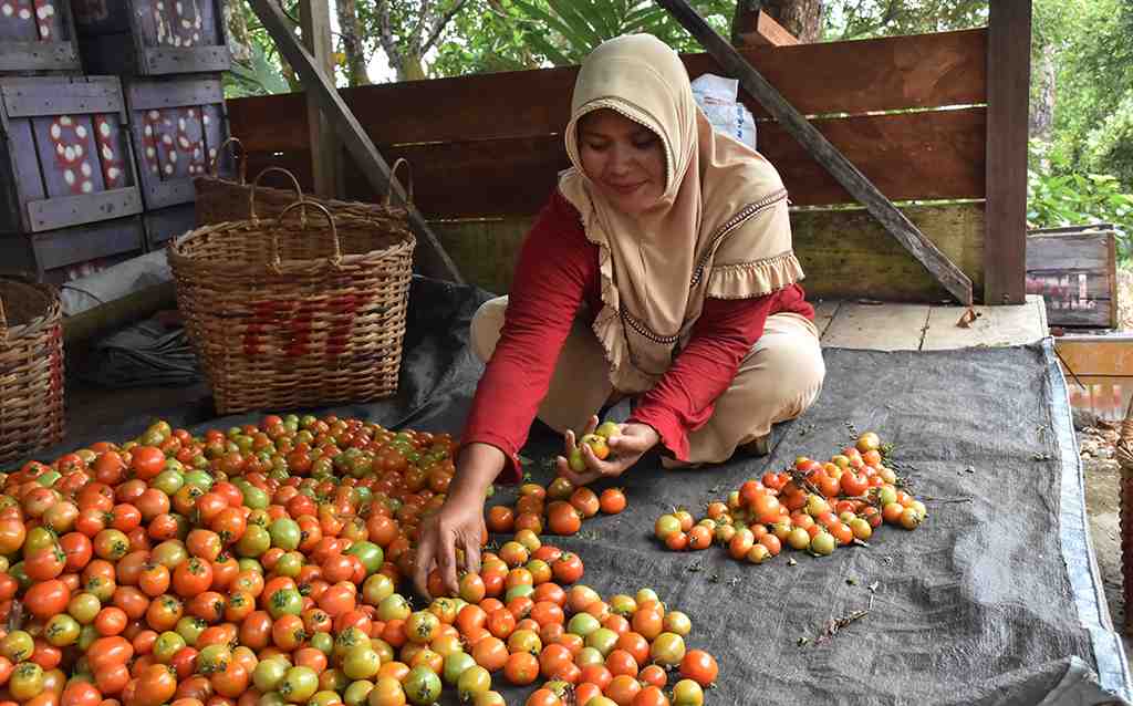 PILIH TOMAT GURABUNGA