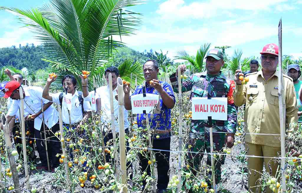 MENJADIKAN TIDORE SEBAGAI SENTRA TOMAT DI MALUKU UTARA