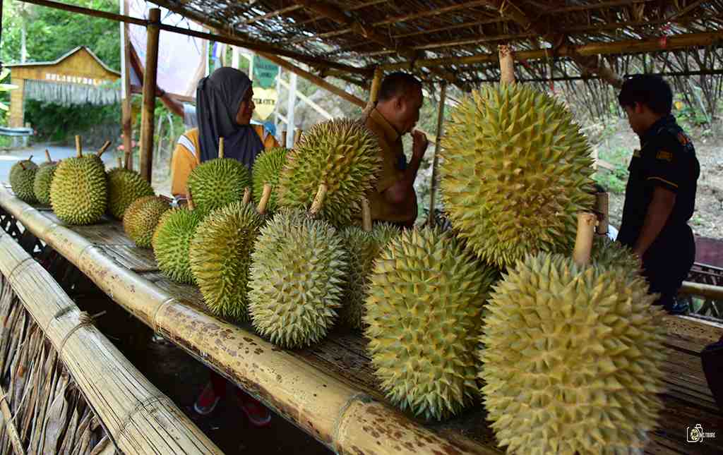 DURIAN KALAODI TIDORE