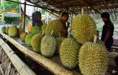 DURIAN KALAODI TIDORE