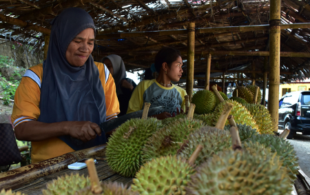 BELAH DURIAN KALAODI