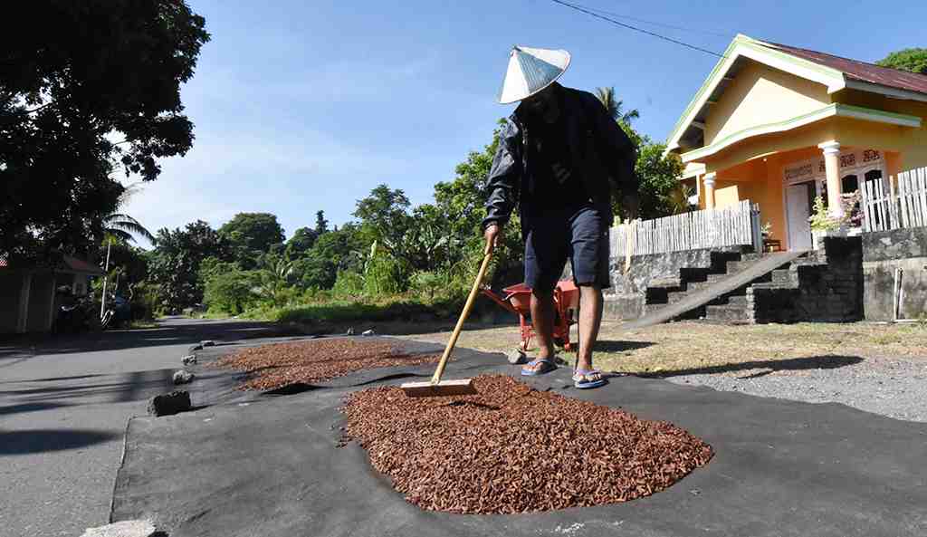 KUMPULKAN CENGKEH KERING