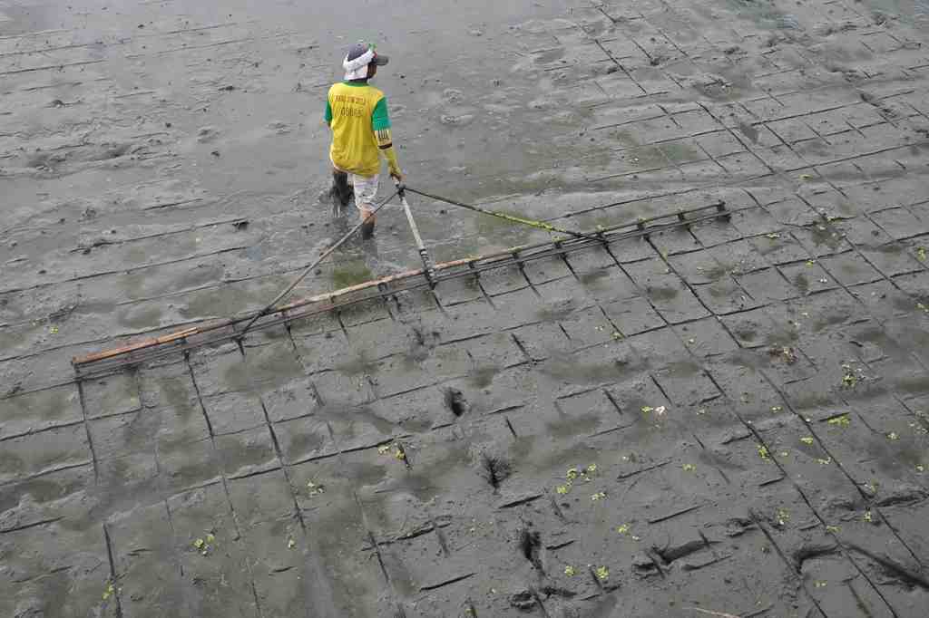 GARIS TANAM PADI