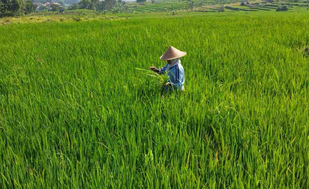 MENYIANG RUMPUT DI SAWAH