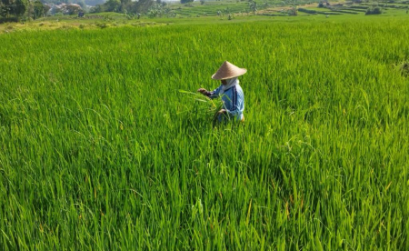 MENYIANG RUMPUT DI SAWAH