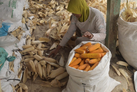KUPAS KULIT JAGUNG