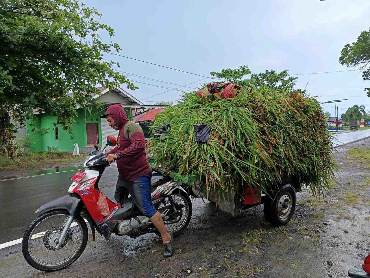 RUMPUT PAKAN TERNAK