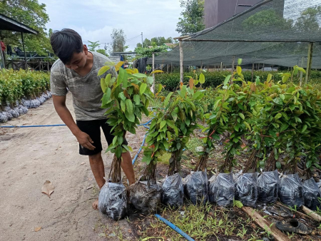 SUSUN BIBIT KAYU BLANGIRAN