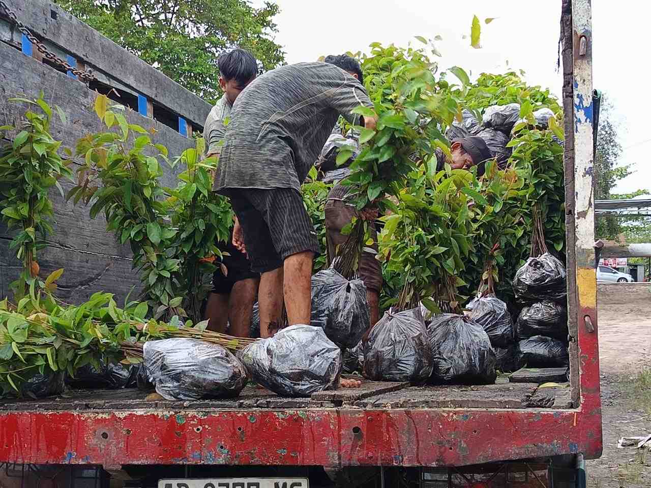 ANGKUT BIBIT KAYU BLANGIRAN 