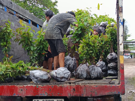 ANGKUT BIBIT KAYU BLANGIRAN 