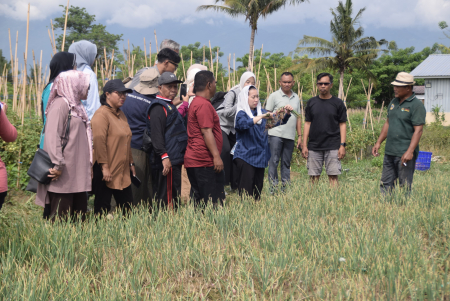 PANEN BAWANG MERAH PALU
