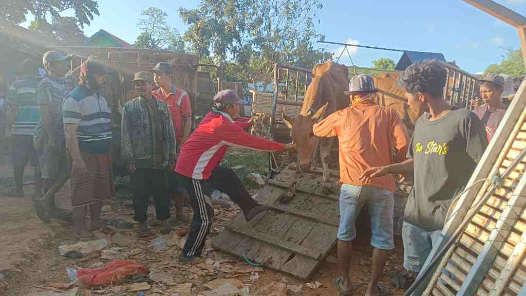 MENURUNKAN SAPI